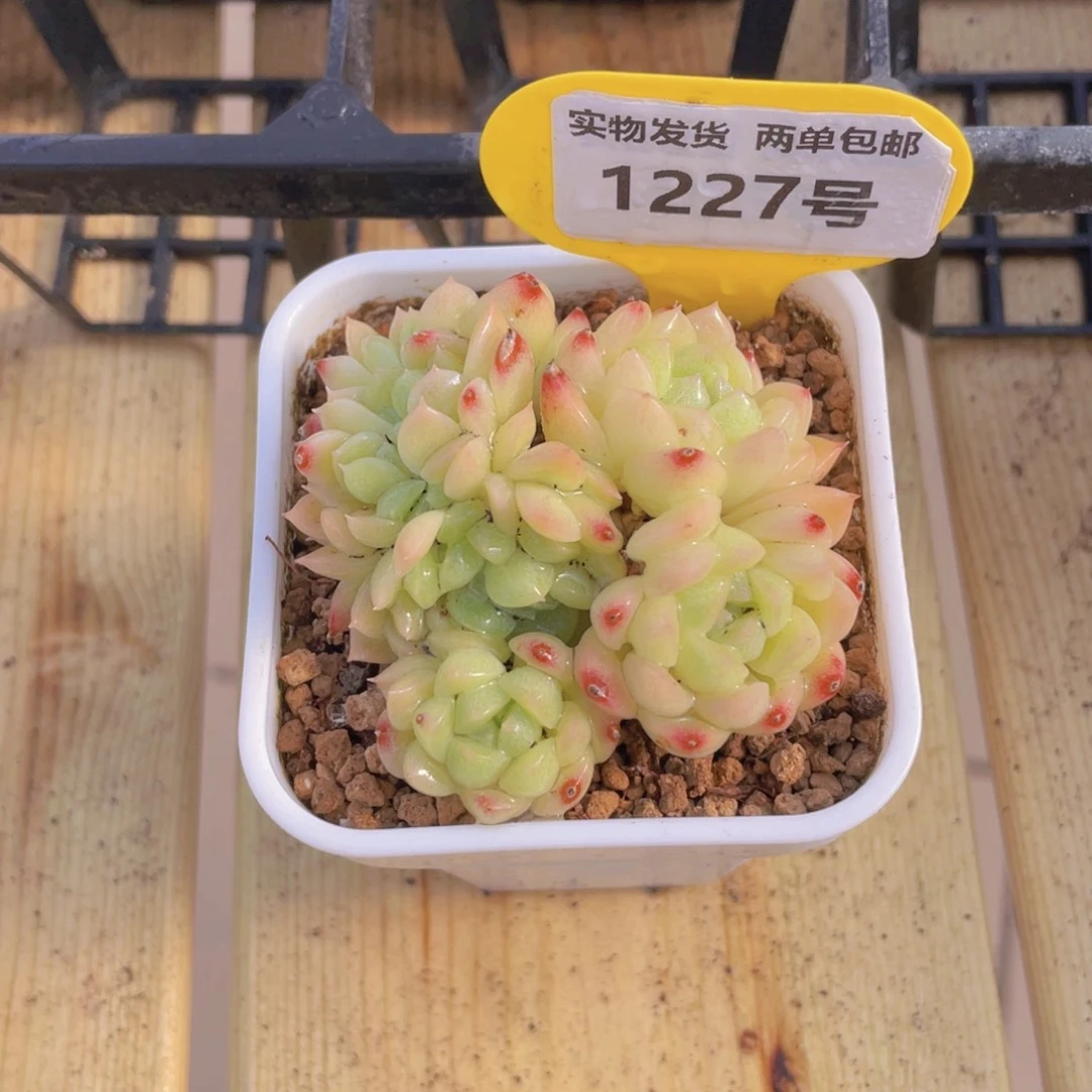 1227号 开播福利奶油龙头白桃汽水缀化