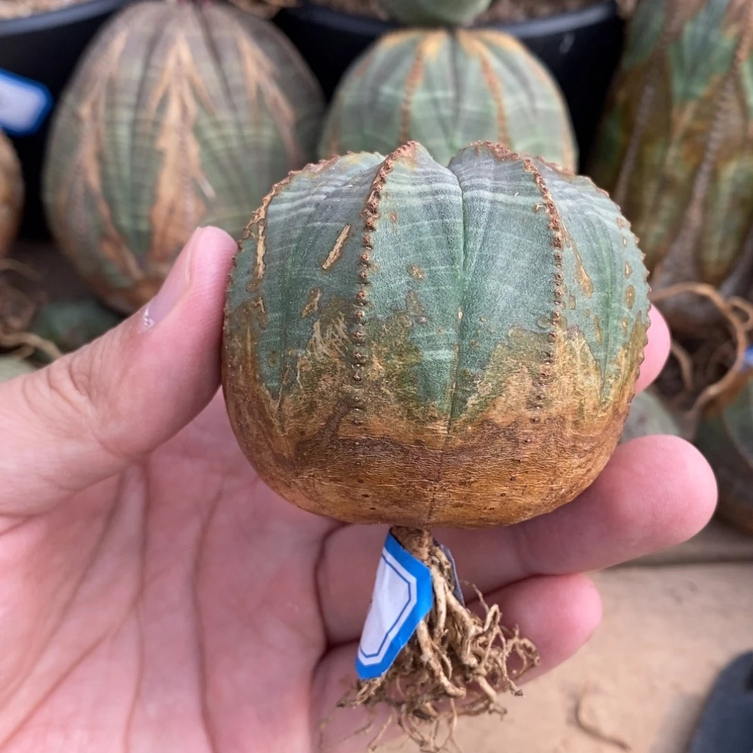 14 欧系实生布纹球多肉植物