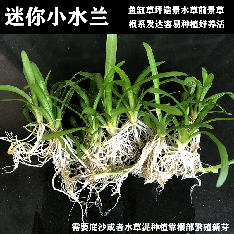 小水兰水草鱼缸造景装饰活体阴性水草生态天然鱼缸植物沉底真水草