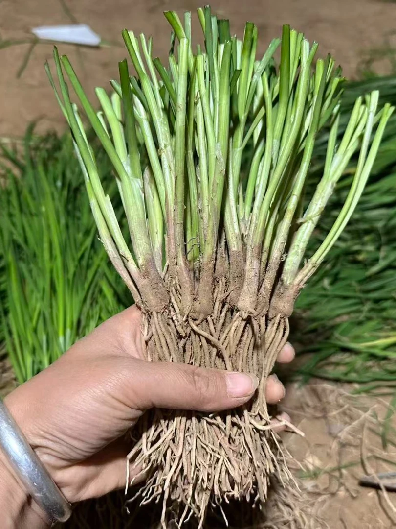 【极兔快递】山东老品种现挖韭菜根盆栽庭院栽种绿植园艺绿植盆栽