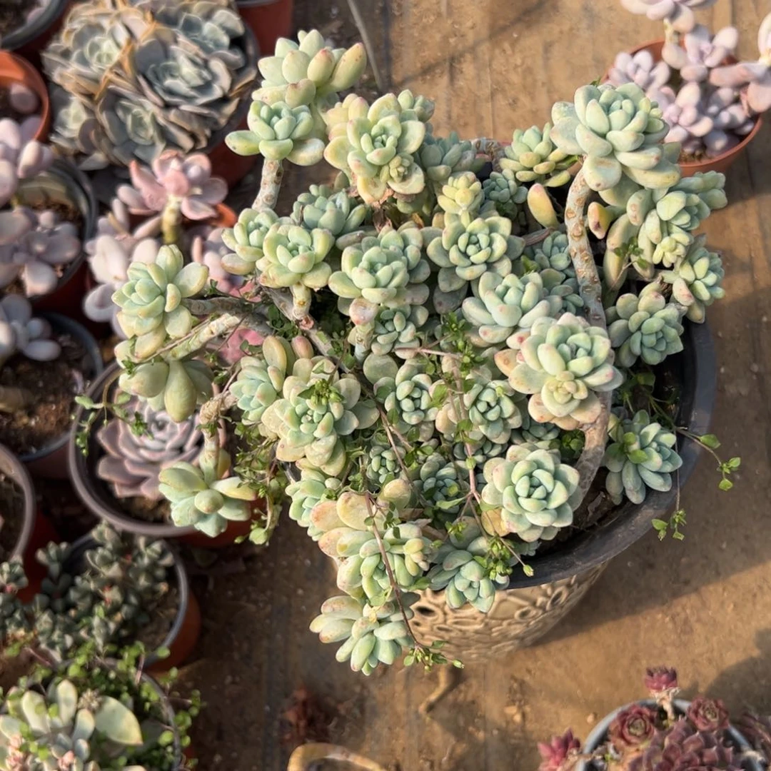 多肉植物劳尔老庄