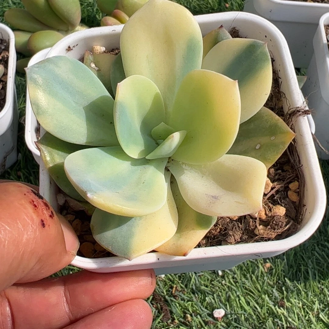 ?****～多肉植物多肉植物