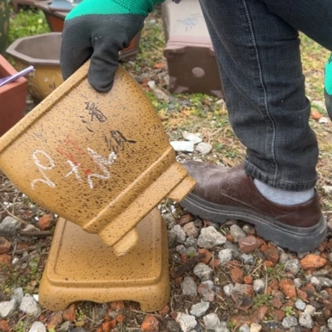 紫砂花盆紫砂花盆盆景盆栽