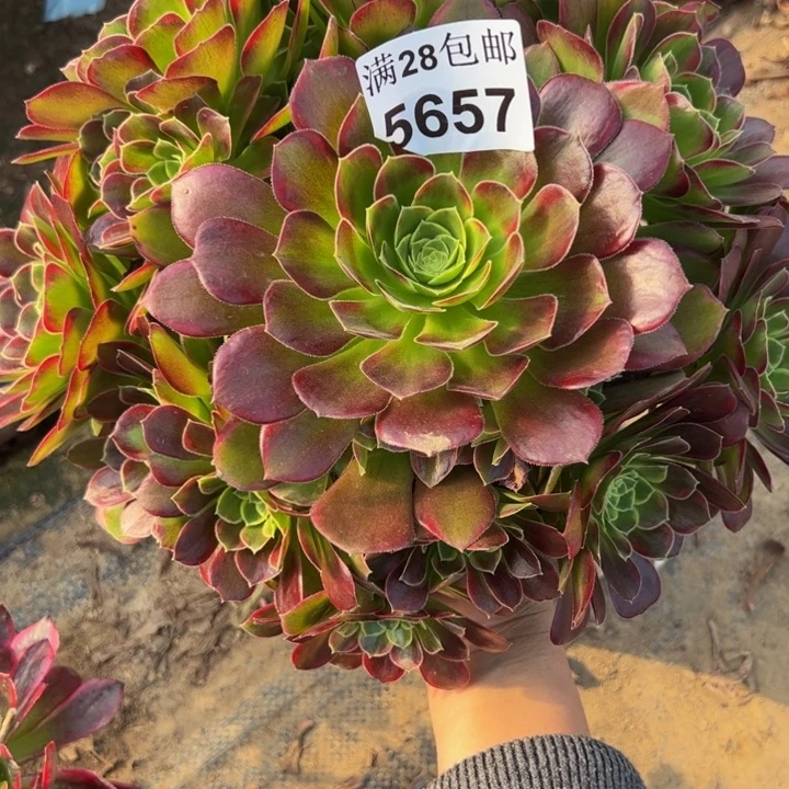 5657玫瑰锦多肉植物
