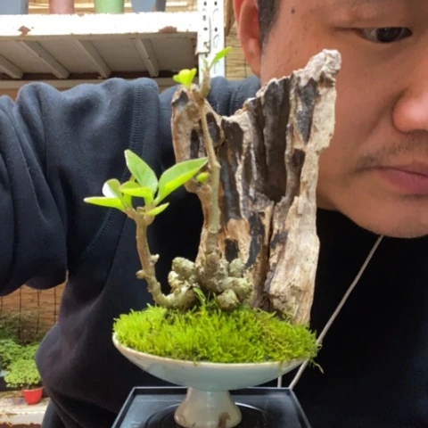 红陶香**乐一物一拍所见即所得69