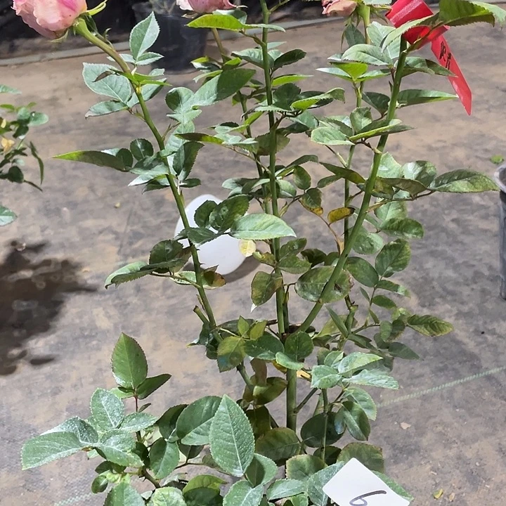 少量花朵（建议范围：2朵-5朵 或40%以下）6彼岸