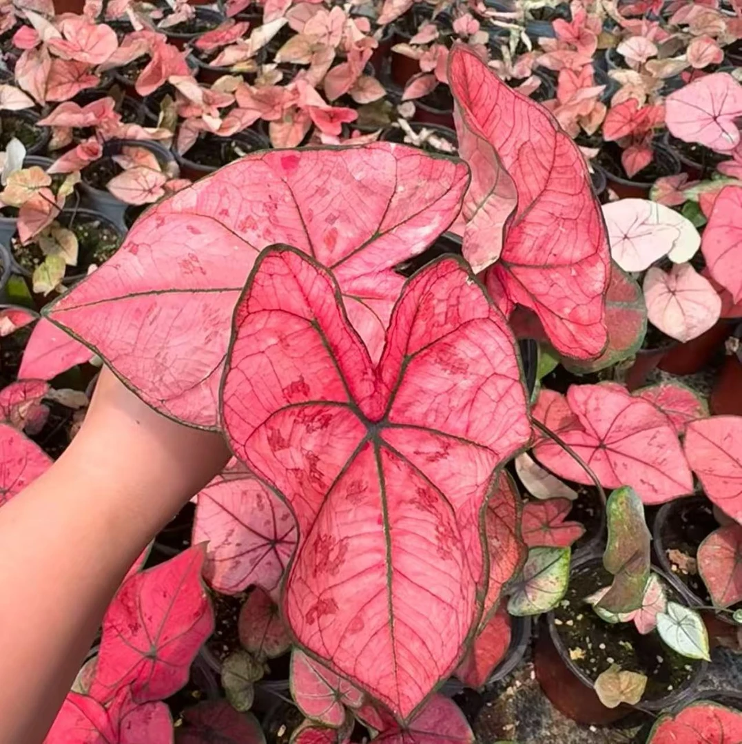 【李先生】多品种彩叶芋（小鼻嘎）彩叶芋盆栽室内观叶植物易活好养