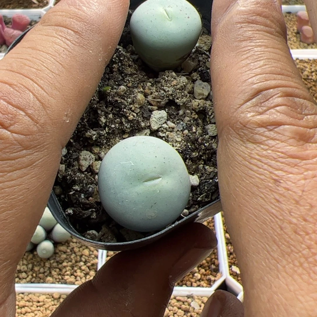 大家过年好22807