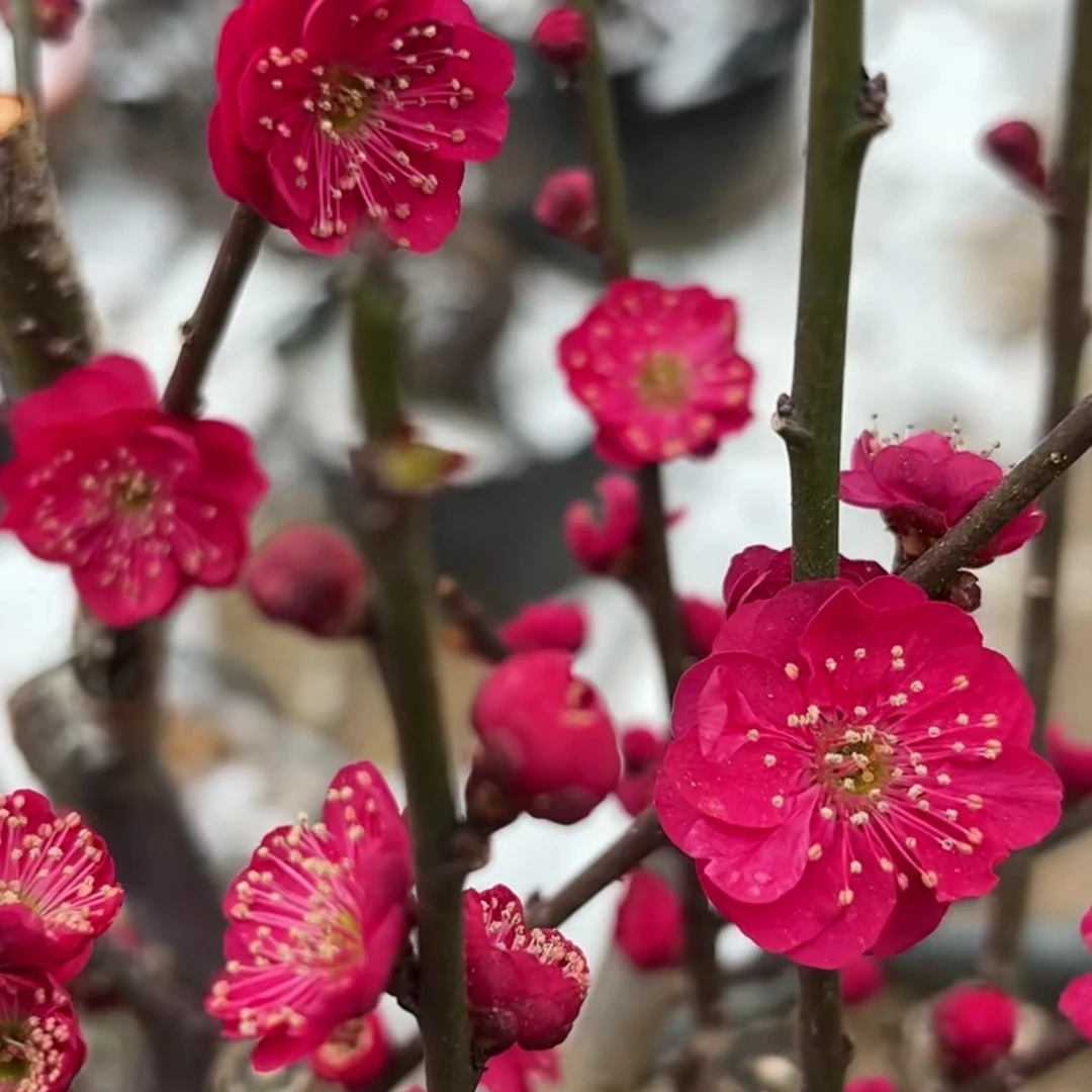 浓香型红梅花盆栽庭院植物冬季开花耐寒老桩