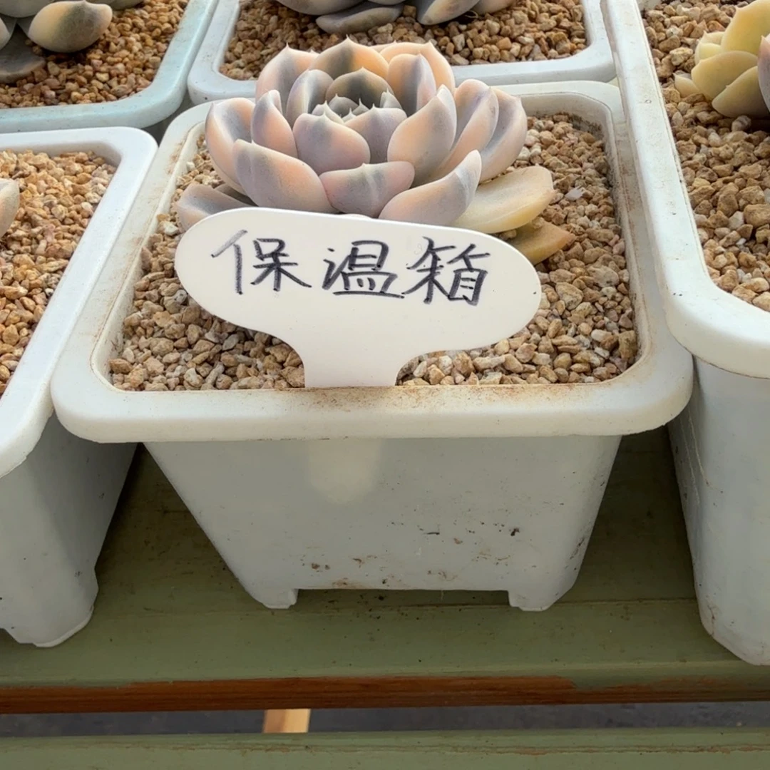 ****保温箱锦上园艺一物一拍