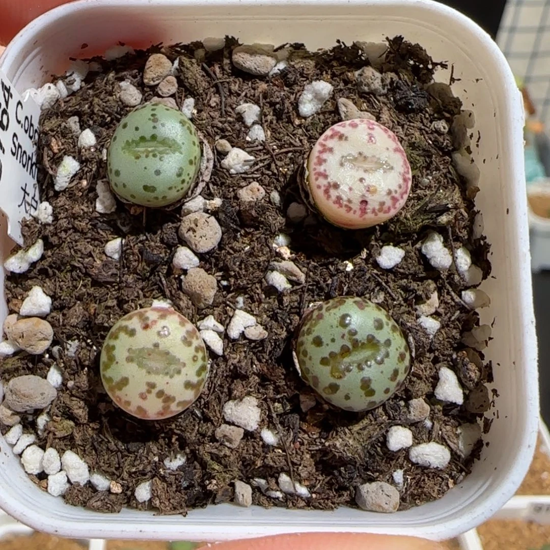 肉锥多肉植物组合-白皮黑点安贞一盆1511