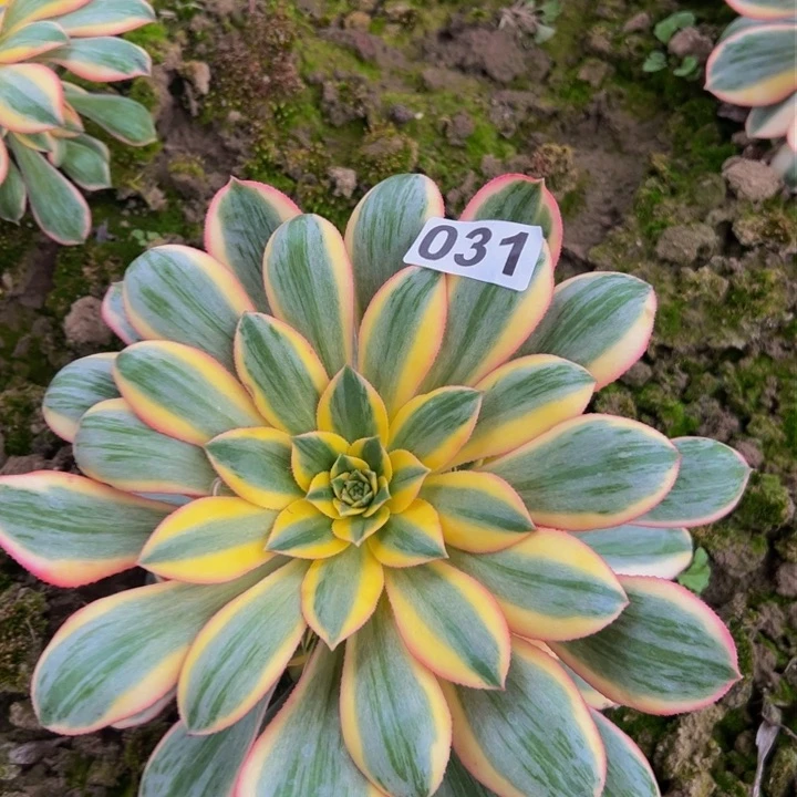 031多肉植物灿烂