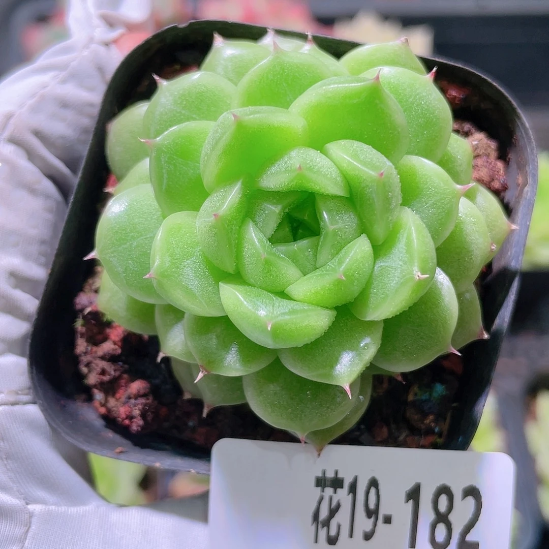 花利美19-182海王
