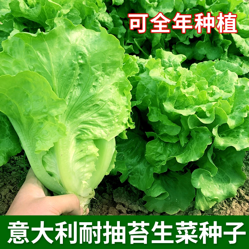 【意大利生菜】种子脆嫩爽口生菜种子家庭简单种植蔬菜种子