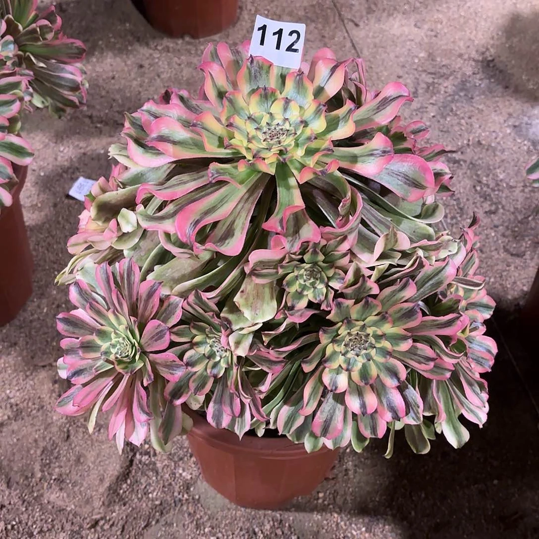 多肉法师黛玉112