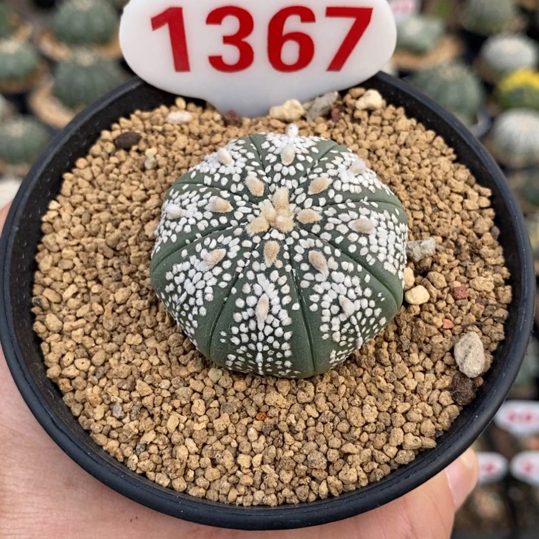 1367奇迹福利系列