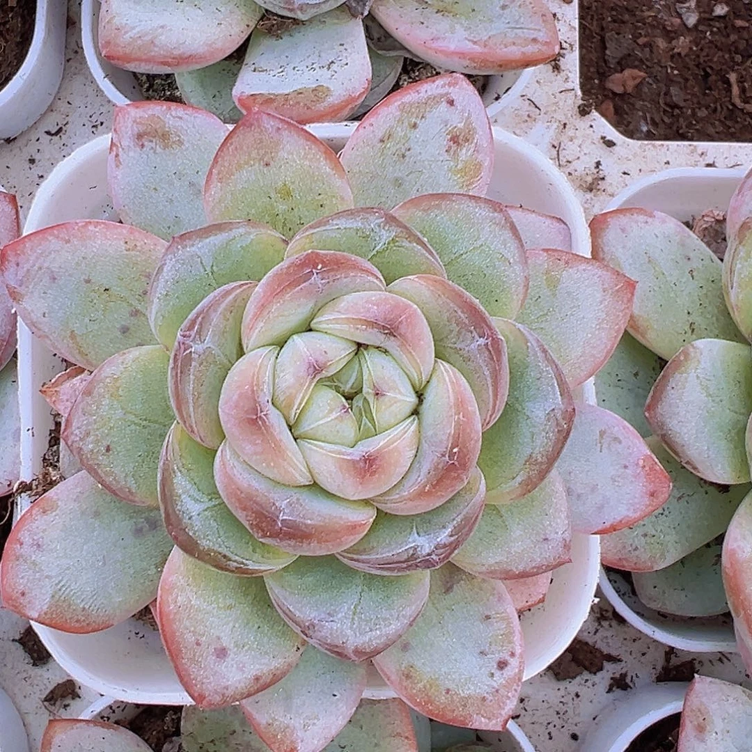 大星星珍妮19包邮多肉