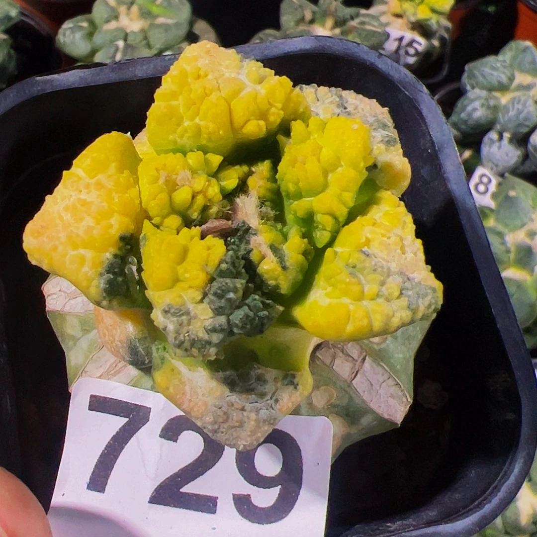 无花朵福利龟甲牡丹锦729