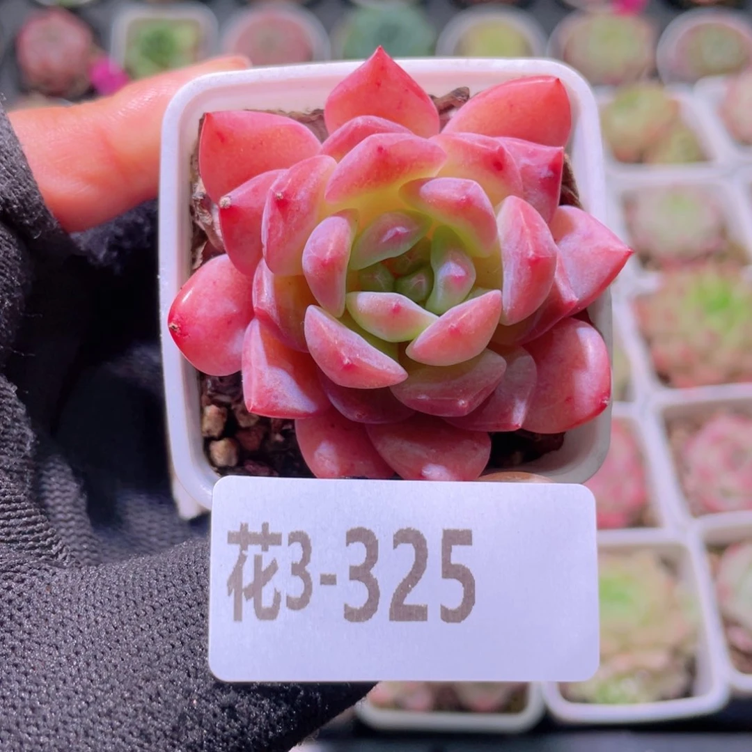 花利美3-325春园