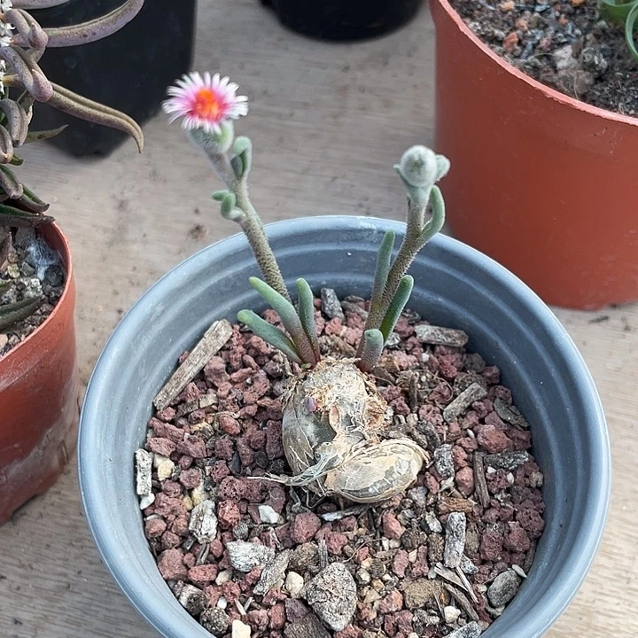 235淡青霜块根植物