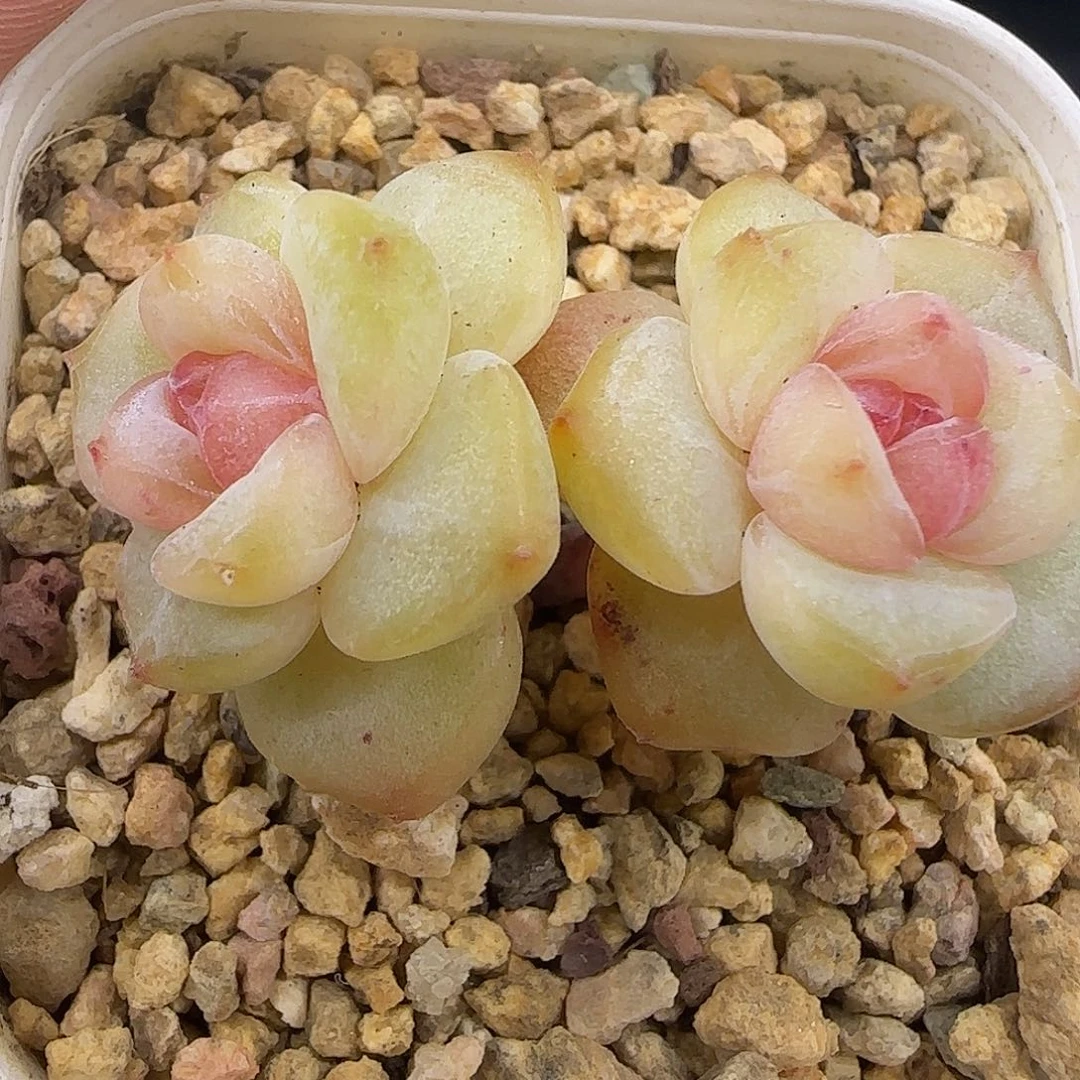 835糖心双头脱土发货