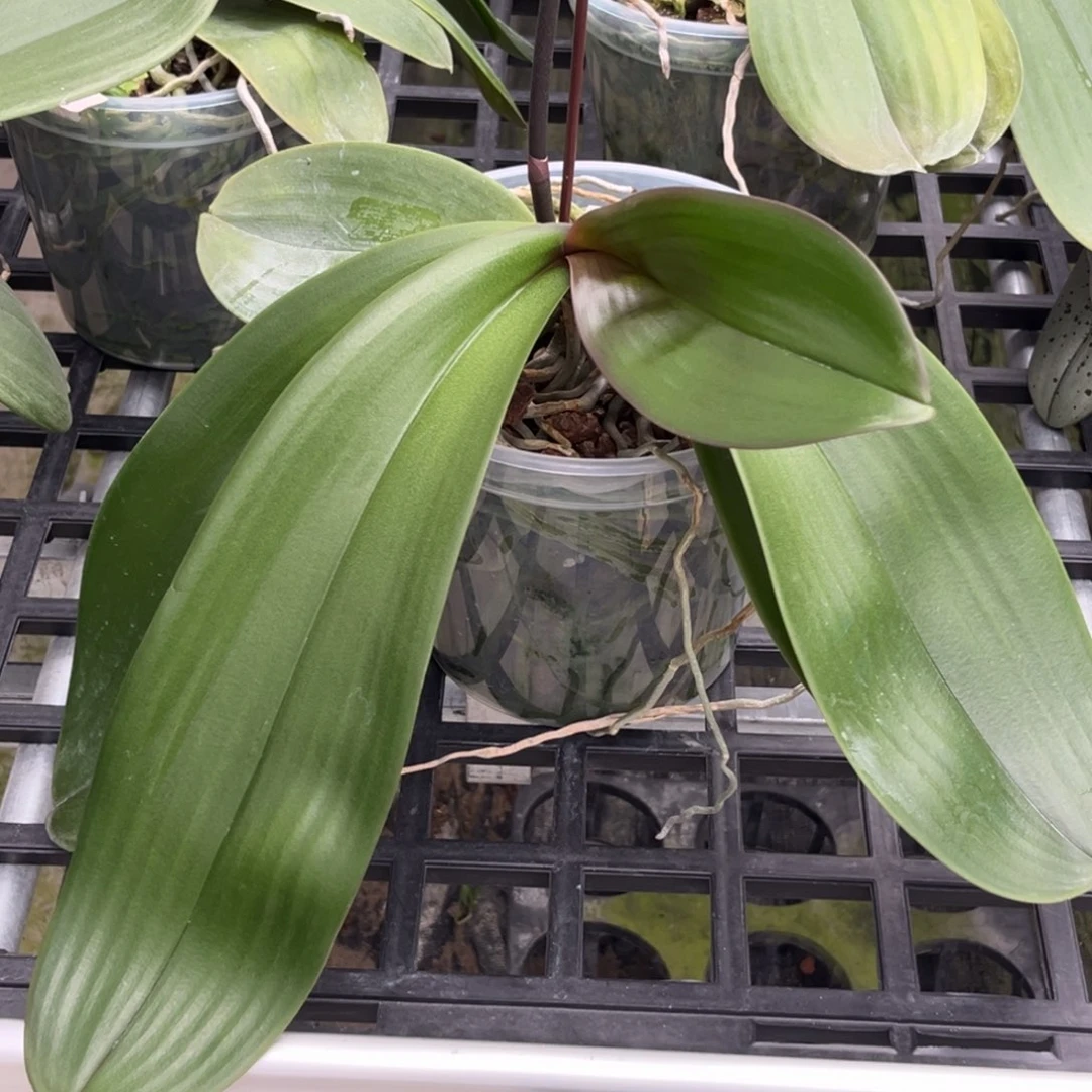 无花朵5寸山採交嫣红桑德抽梗苗