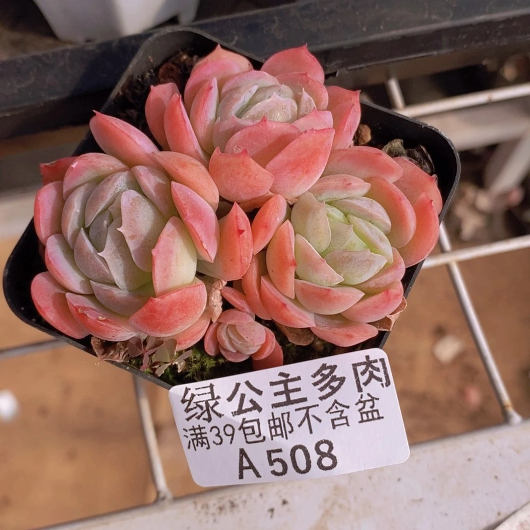 海棠贝瑞5cm508多肉植物