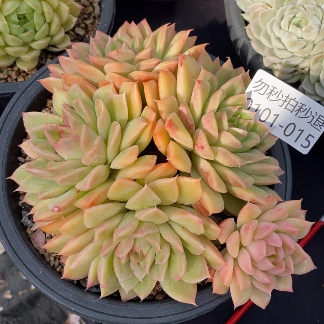 两单包邮0101-15美人