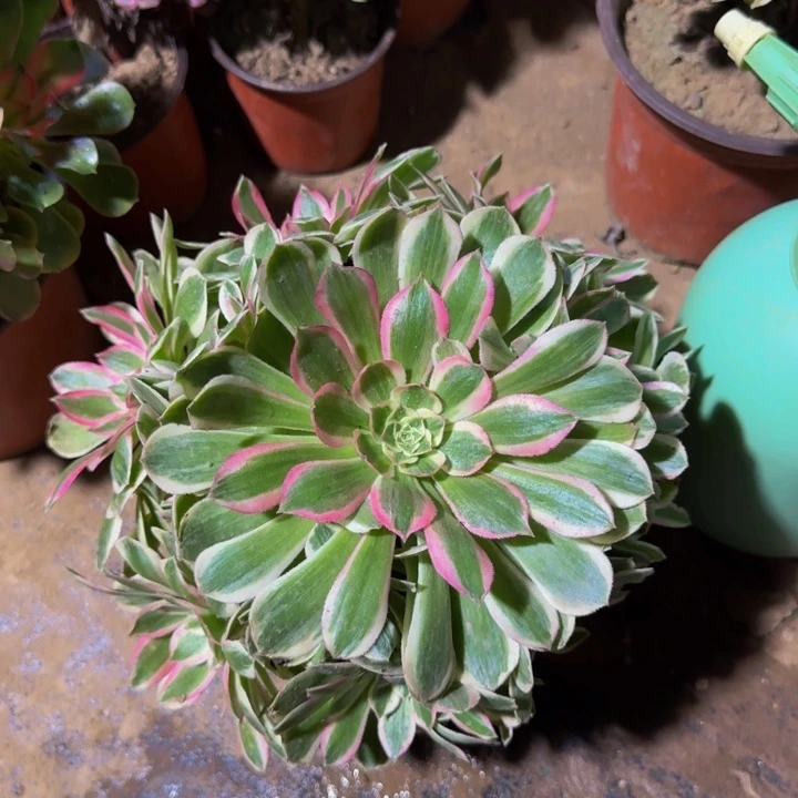 孔雀翎一颗一箱18.8