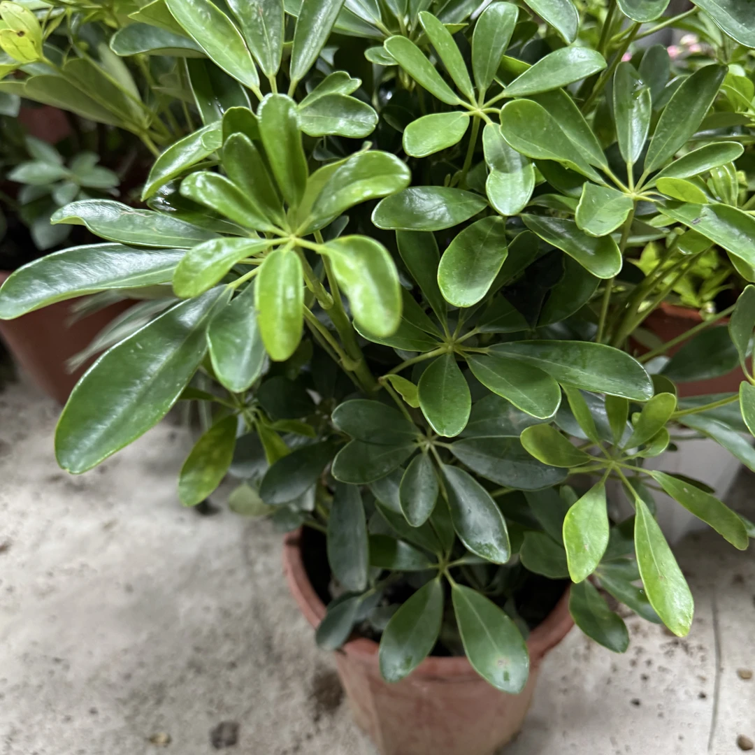 西藏包邮绿植-鸭掌木鸭脚木招财树