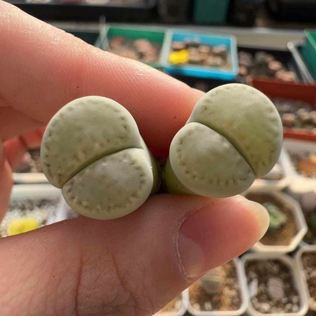 11.15。爱萌小列岛生石花。8116