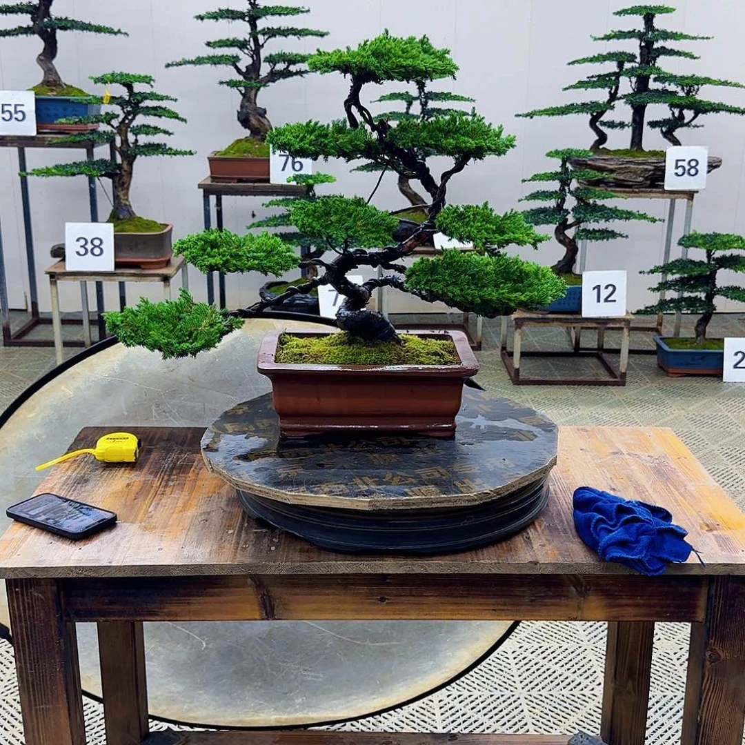 无花朵柏树造型盆景