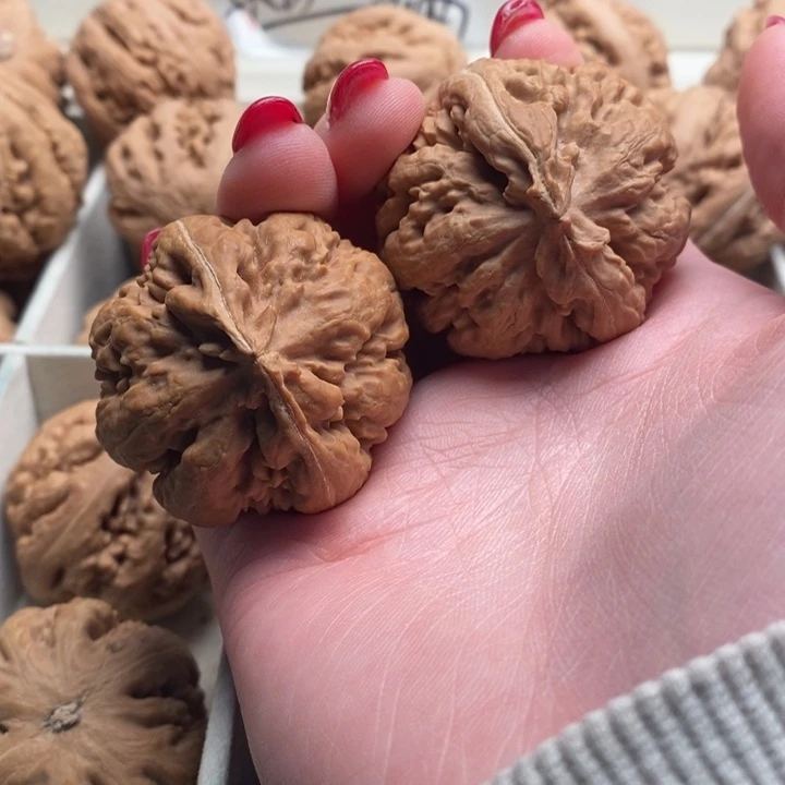 ****霸王龙全品无修一刀没动