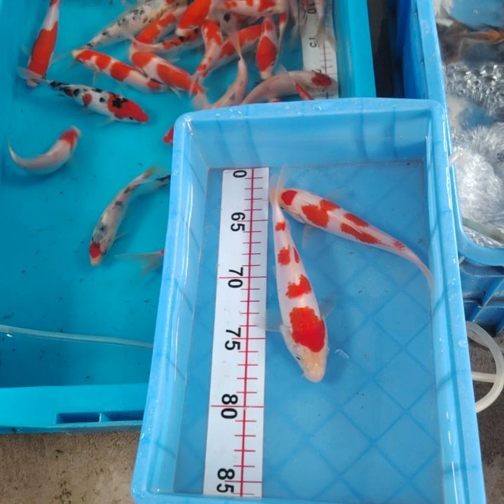 海水顺丰包邮开箱包活1