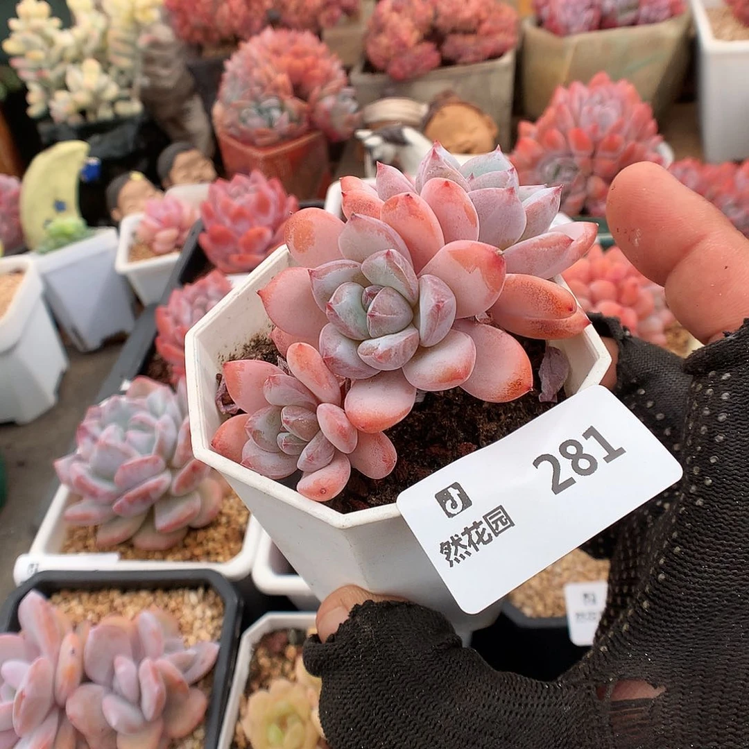 281星星雪多肉植物6666
