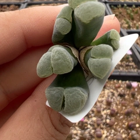 21 好看的多肉冲冲冲，有瑕疵