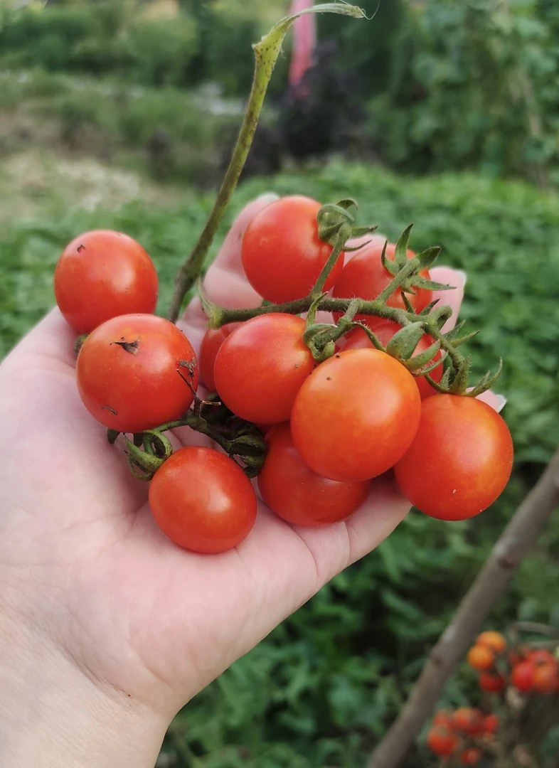 湘西农家自种露天应季蔬菜小西红柿小番茄