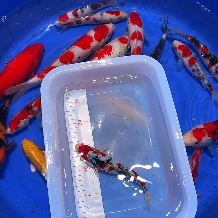 海水鱼把vv大哥带到家里面