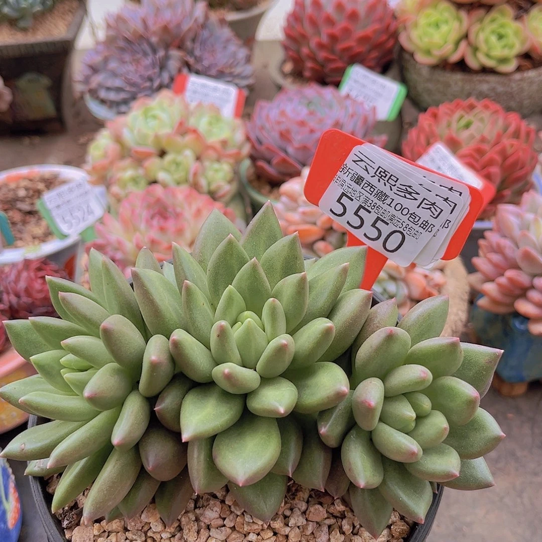 5550米其林。