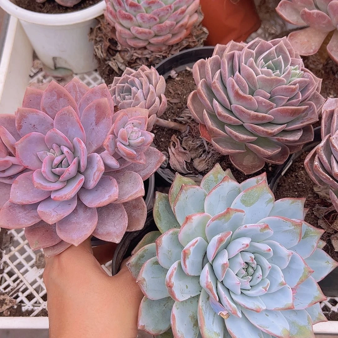 红茶大单头，粉蓝鸟，原始哈利沃森各一颗