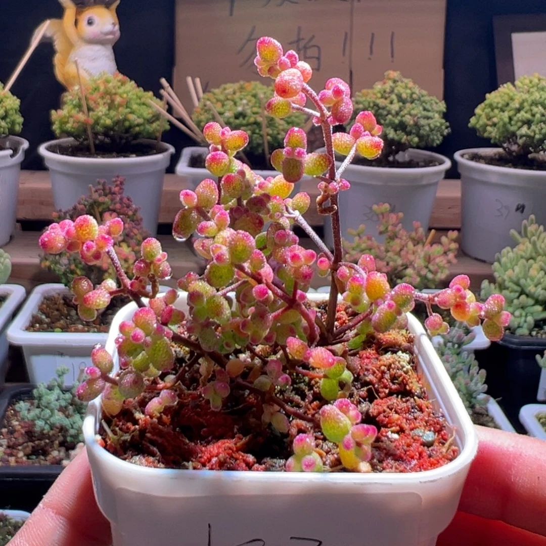 193花斑露一物一拍包开箱
