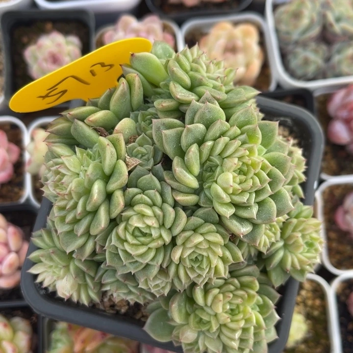 珠光麦秆群5713。