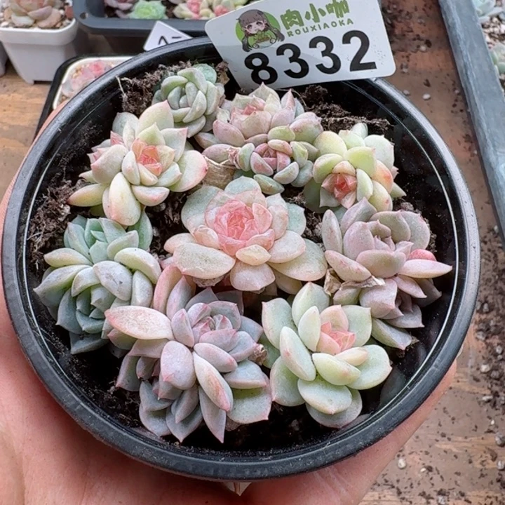 多肉植物多肉植物