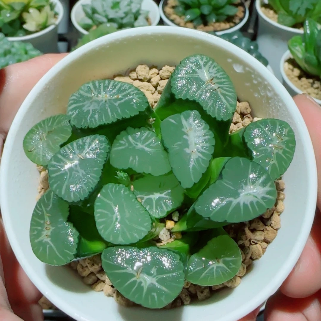 雪国万象多肉植物