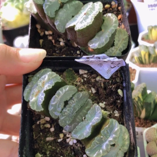 2548，两颗玉扇如图