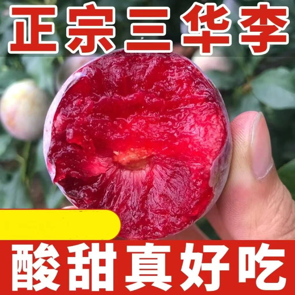 【D新鲜现摘】正宗钱排三华李子新鲜红心李当季孕妇水果酸甜脆李子