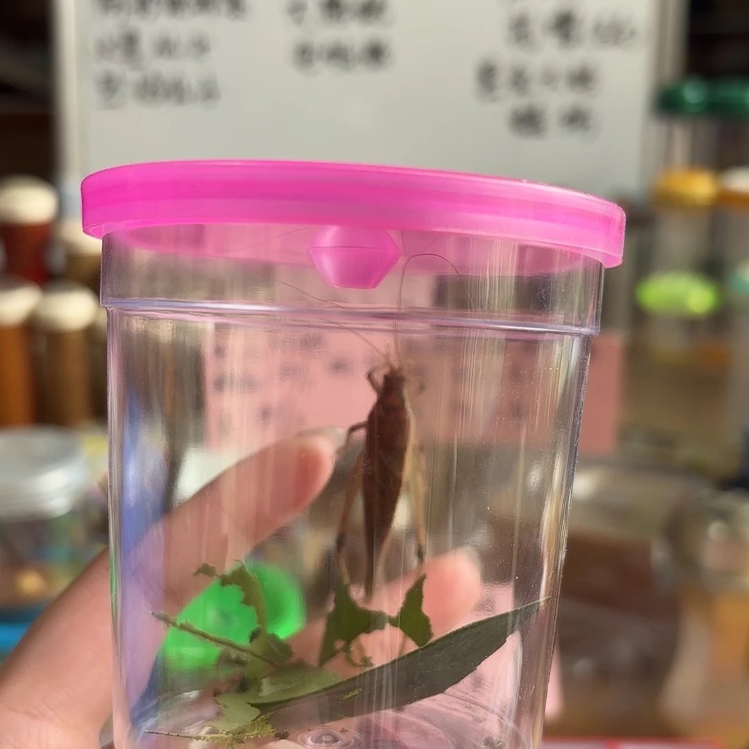 断须尾大隐蟋一条