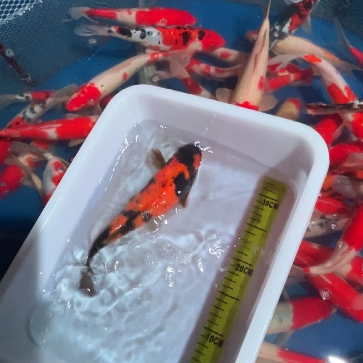 锦鲤锦鲤锦鲤红白昭和