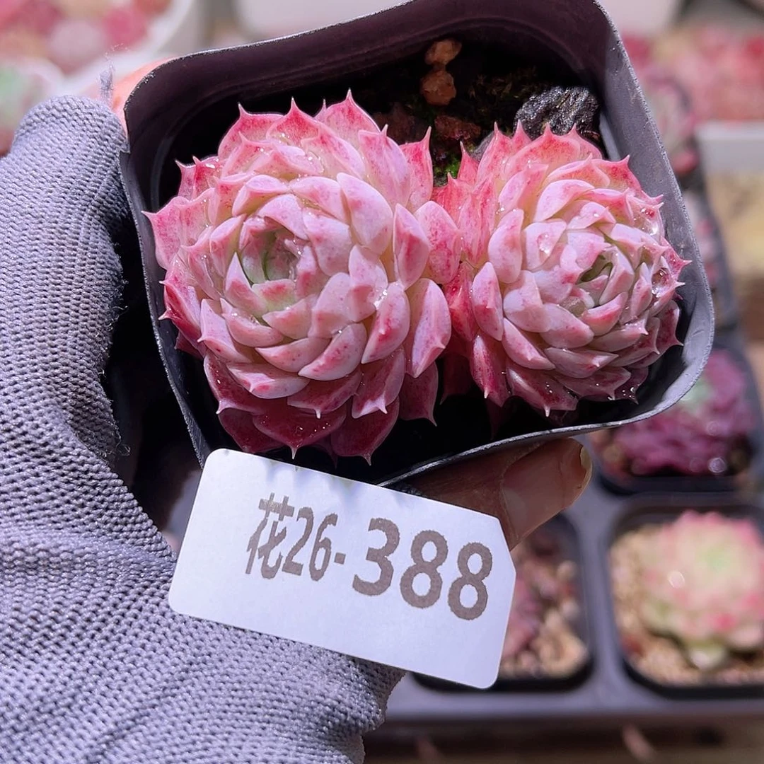花26-388朱砂痣双头