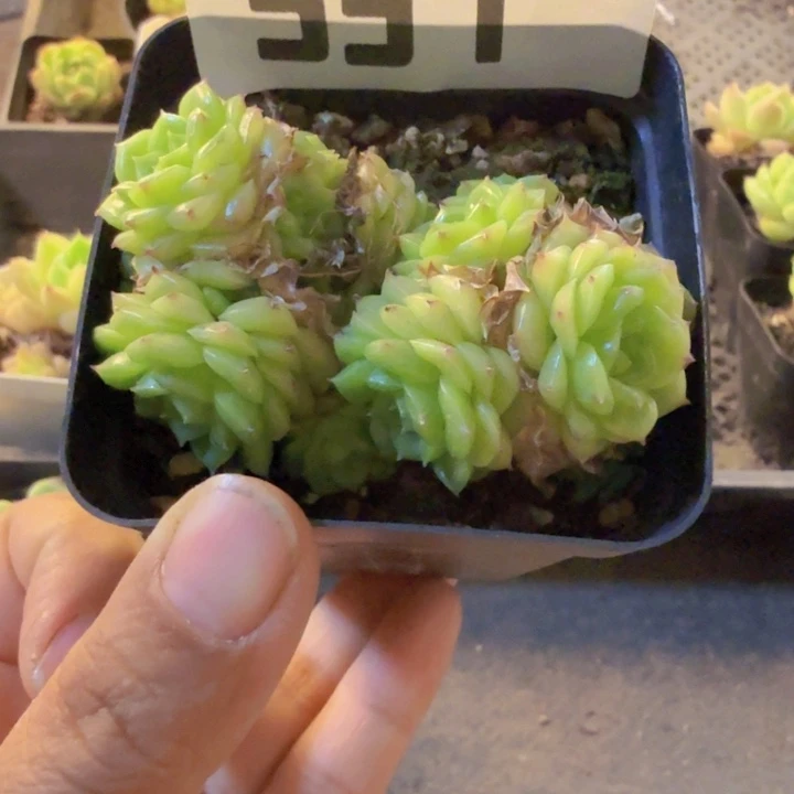 537，qqqqqqqqqqqqqqq